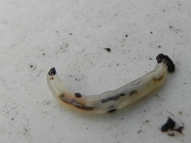 larva di  Sciaridae