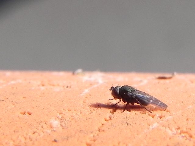 ID dittero