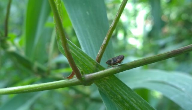 Philaenus spumarius (Aphrophoridae)