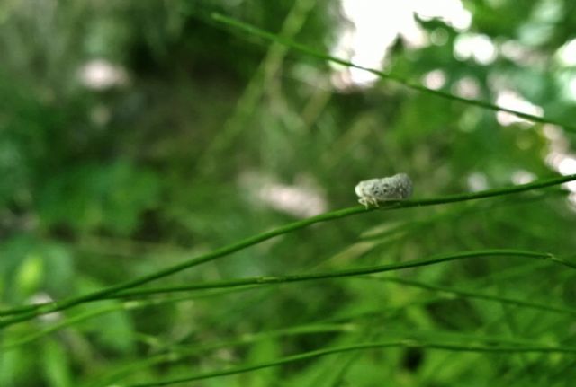 Flatidae: Metcalfa pruinosa,  Toscana