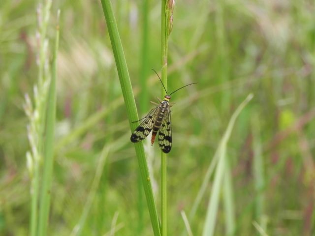 Panorpa sp.