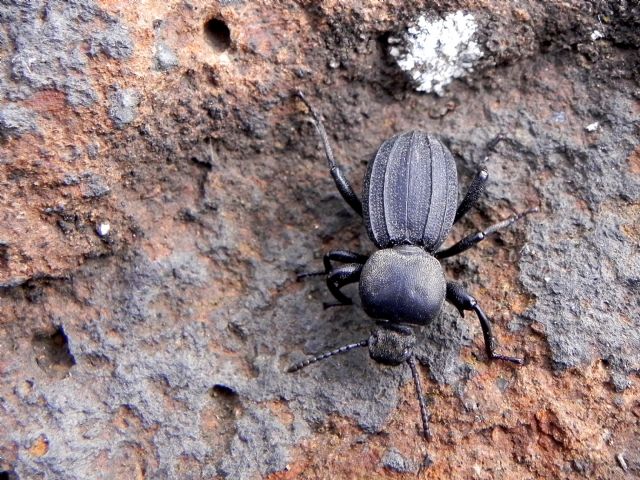 Tenebrionidae: Scaurus striatus