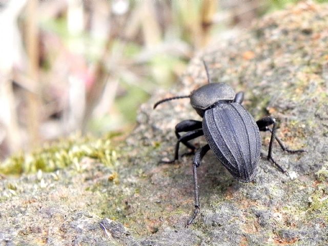 Tenebrionidae: Scaurus striatus