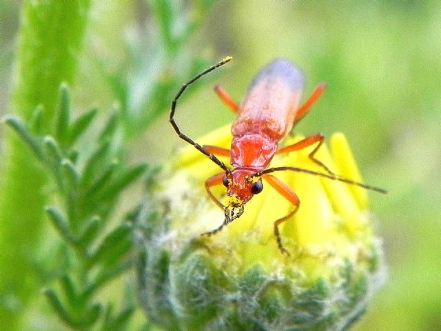 Cantharidae:  Rhagonycha fulva