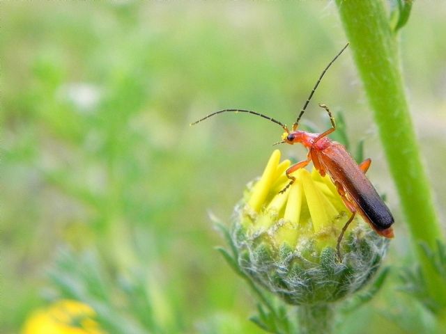 Cantharidae:  Rhagonycha fulva