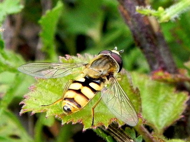 Eupeodes corollae maschio (Syrphidae)
