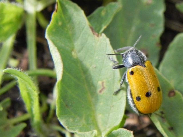 Chrysomelidae: Lachnaia italica, femmina