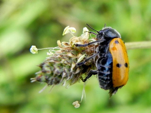 Chrysomelidae: Lachnaia italica, femmina