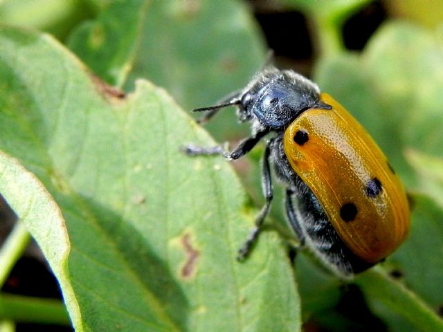 Chrysomelidae: Lachnaia italica, femmina