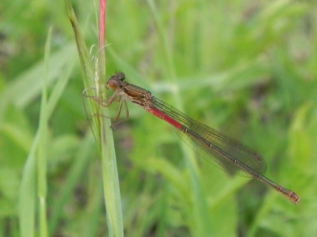 Ceriagrion tenellum, femmina e maschio (Coenagrionidae)