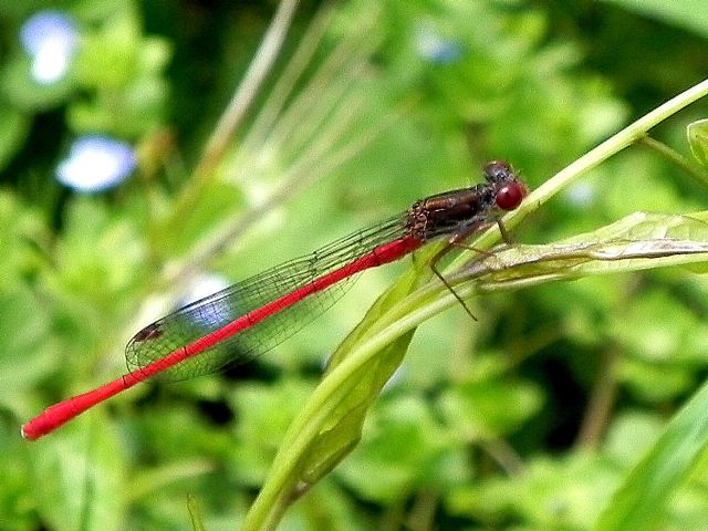 Ceriagrion tenellum, femmina e maschio (Coenagrionidae)