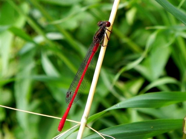 Ceriagrion tenellum, femmina e maschio (Coenagrionidae)