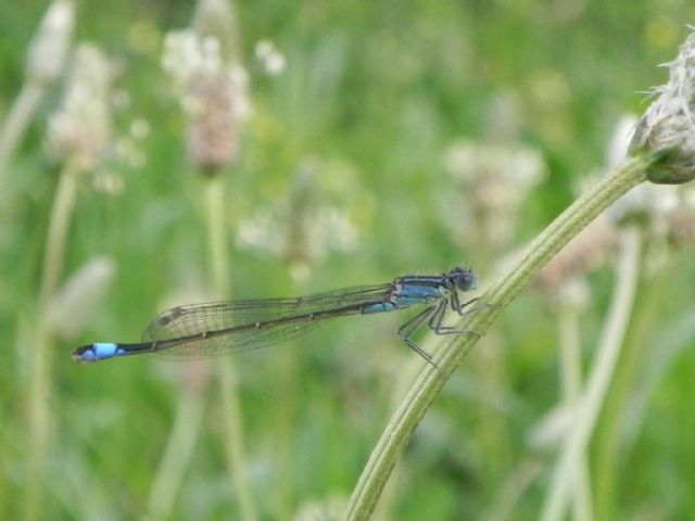ID Zygoptera: Ischnura elegans