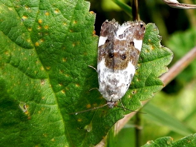 ID Noctuidae - Acontia (Acontia) lucida