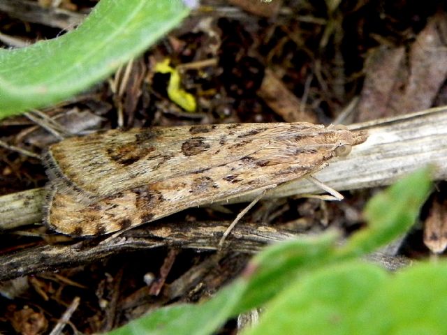 ID Crambidae - Nomophila noctuella, Crambidae