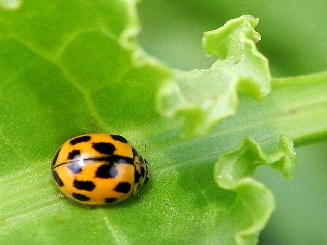 Coccinellidae:  Propylea quatuordecimpunctata