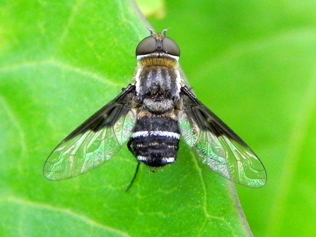 Bombyliidae: Exhyalanthrax afer