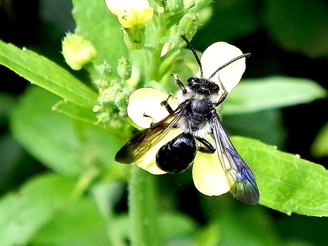 Apidae Andreninae: Andrena agilissima
