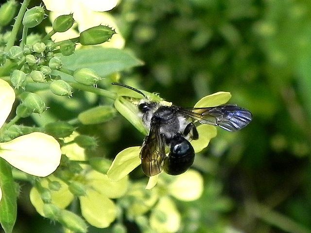 Apidae Andreninae: Andrena agilissima