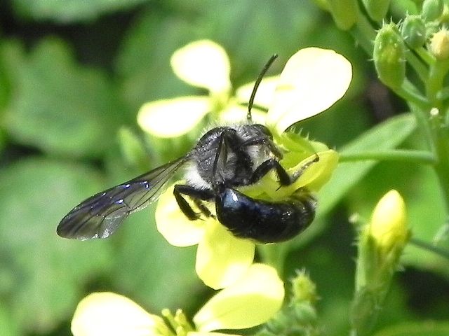 Apidae Andreninae: Andrena agilissima