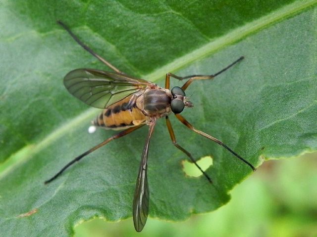 Rhagio cf. tringarius femmina (Rhagionidae)