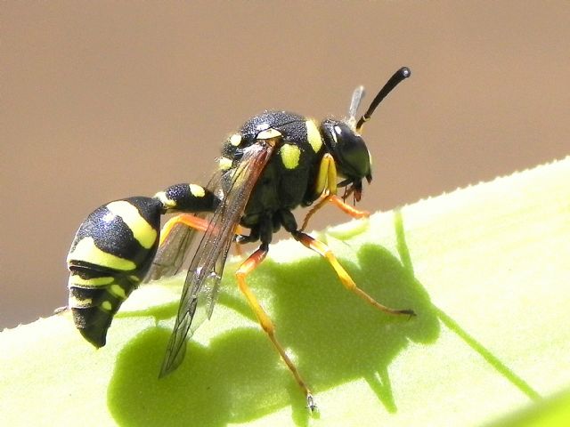 ID imenottero: Eumenes sp. (Vespidae Eumeninae)