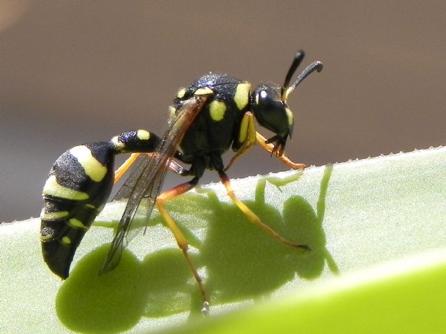 ID imenottero: Eumenes sp. (Vespidae Eumeninae)