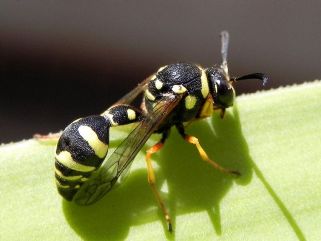ID imenottero: Eumenes sp. (Vespidae Eumeninae)