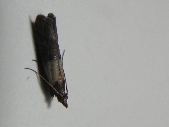 ID falena - Plodia interpunctella, Pyralidae