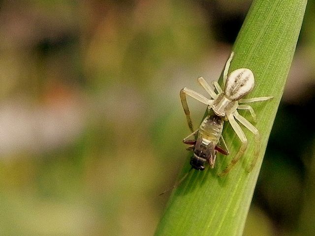 ID Thomisidae: Runcinia grammica - Lago Ex-Snia di Roma