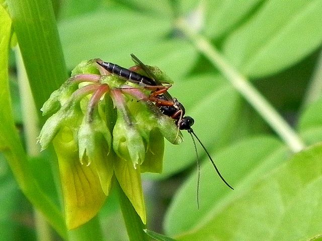 Ichneumonidae