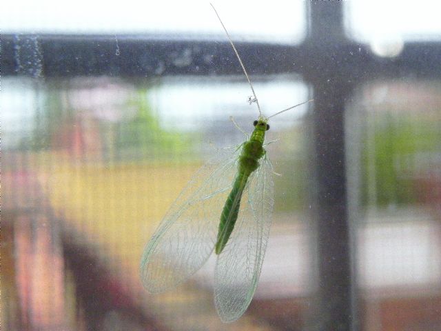 Chrysopidae: Chrysoperla sp.