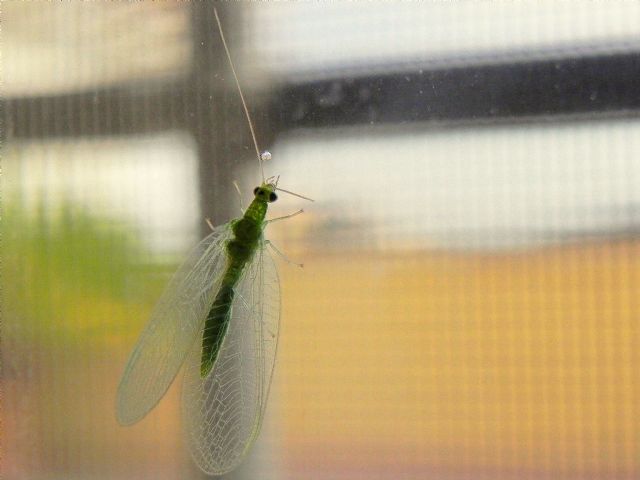 Chrysopidae: Chrysoperla sp.