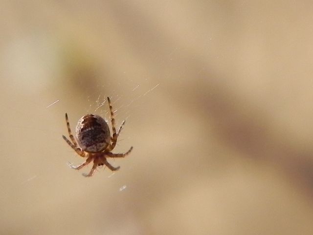 Zilla diodia (Araneidae) - Torre Angela (periferia est di Roma)