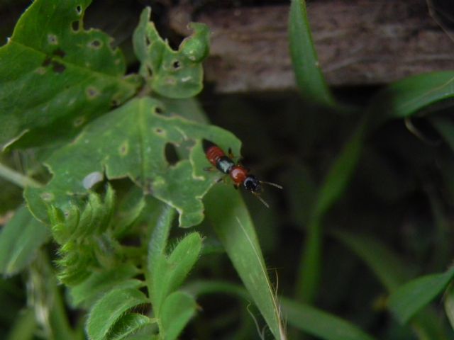 Staphilinidae:  Paederus cfr. littoralis
