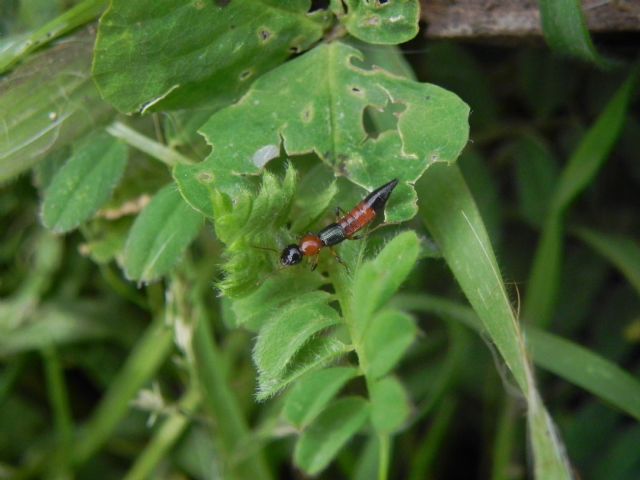 Staphilinidae:  Paederus cfr. littoralis