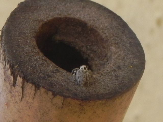 Salticidae: cfr. Salticus sp. - Torre Angela (Roma, periferia est)