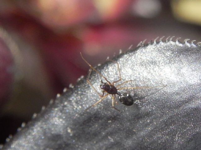 Linyphiidae:  Cresmatoneta mutinensis  - Torre Angela (Roma, periferia est)