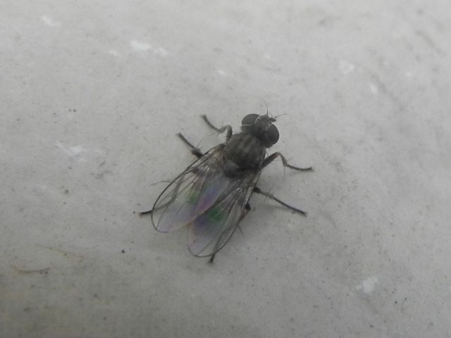 ID dittero