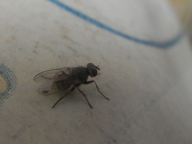 ID dittero