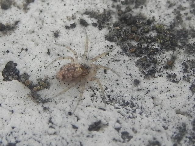 Oecobius maculatus  - Torre Angela (Roma, periferia est)