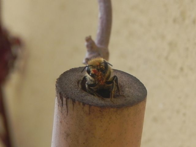 ID imenottero: famiglia Apidae Megachilinae