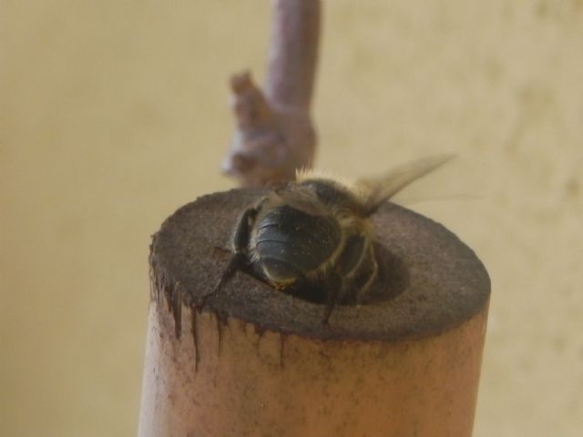 ID imenottero: famiglia Apidae Megachilinae