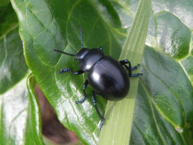 Timarcha nicaeensis, Chrysomelidae, femmina