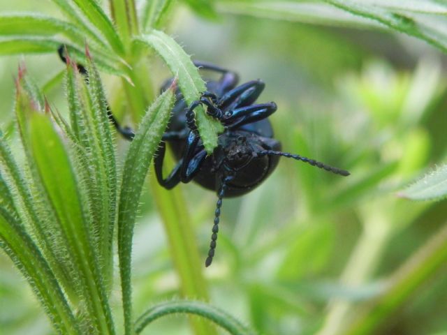 Timarcha nicaeensis, Chrysomelidae, femmina