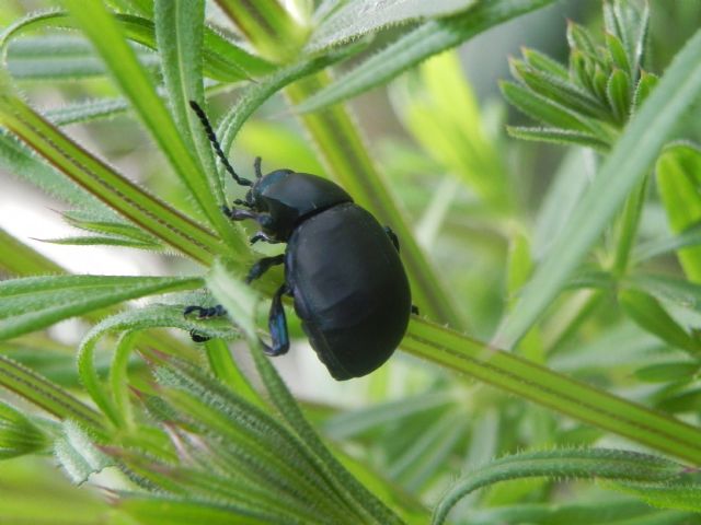 Timarcha nicaeensis, Chrysomelidae, femmina