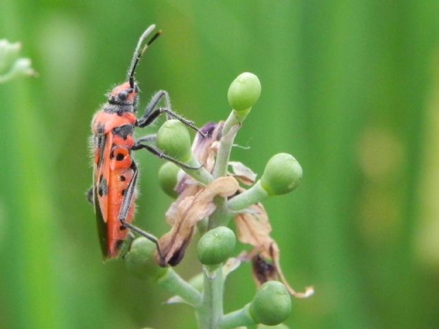 Rhopalidae: Corizus sp.