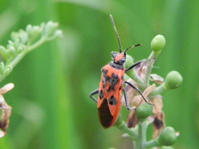 Rhopalidae: Corizus sp.