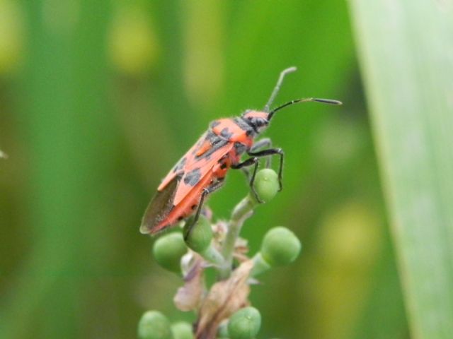 Rhopalidae: Corizus sp.