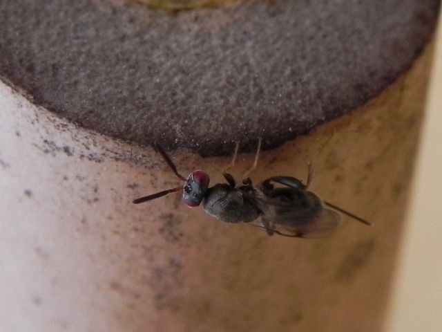 Superfamiglia Chalcidoidea:  cfr. Torymidae